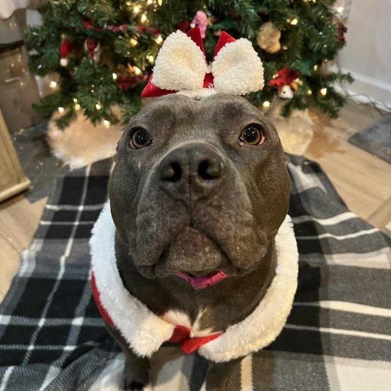 Enlarge Cocoa, a Adoptable Mixed Breed in PITTSBURGH, PA image 4/5