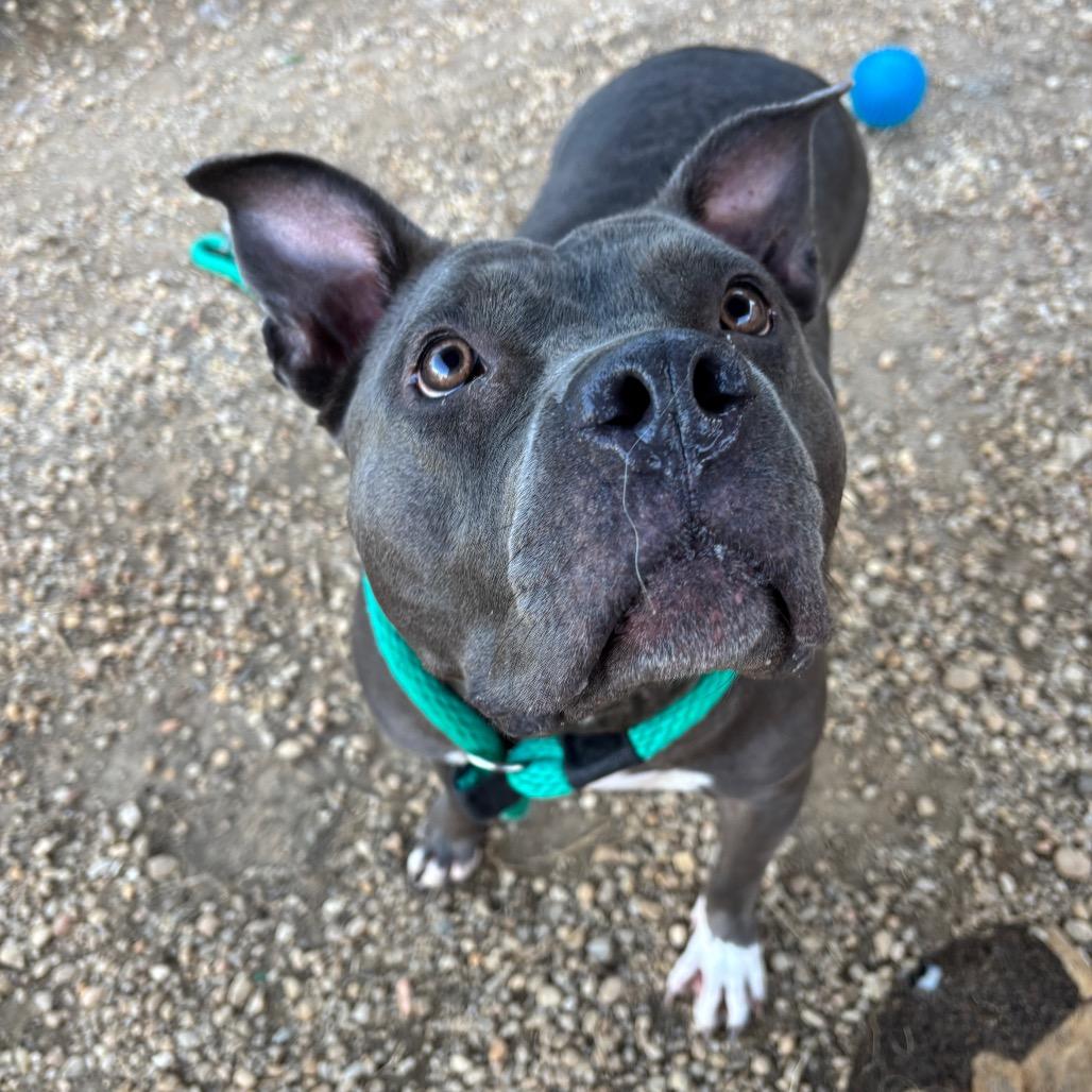Cocoa, a Adoptable Mixed Breed in PITTSBURGH, PA image 4/6
