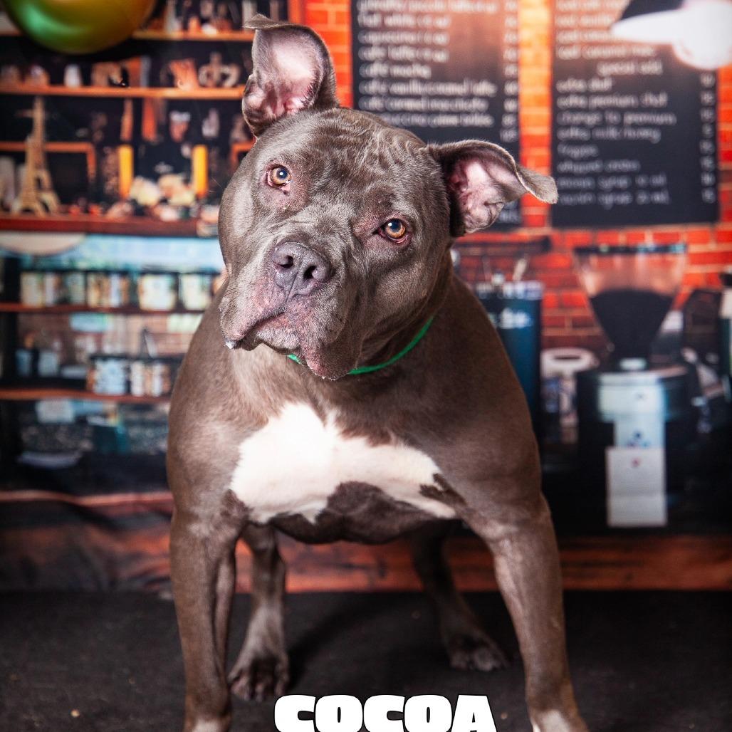 Cocoa, a Adoptable Mixed Breed in PITTSBURGH, PA image 5/6