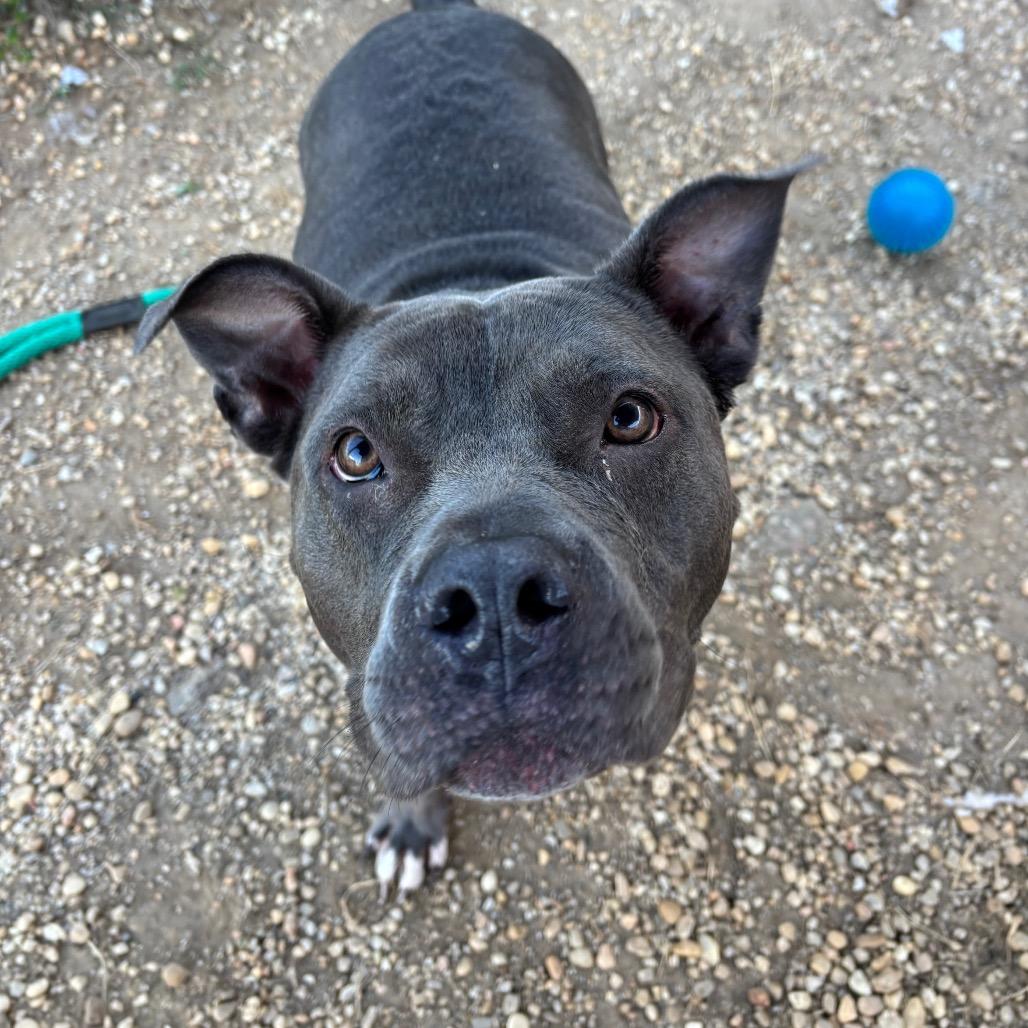 Cocoa, a Adoptable Mixed Breed in PITTSBURGH, PA image 6/6