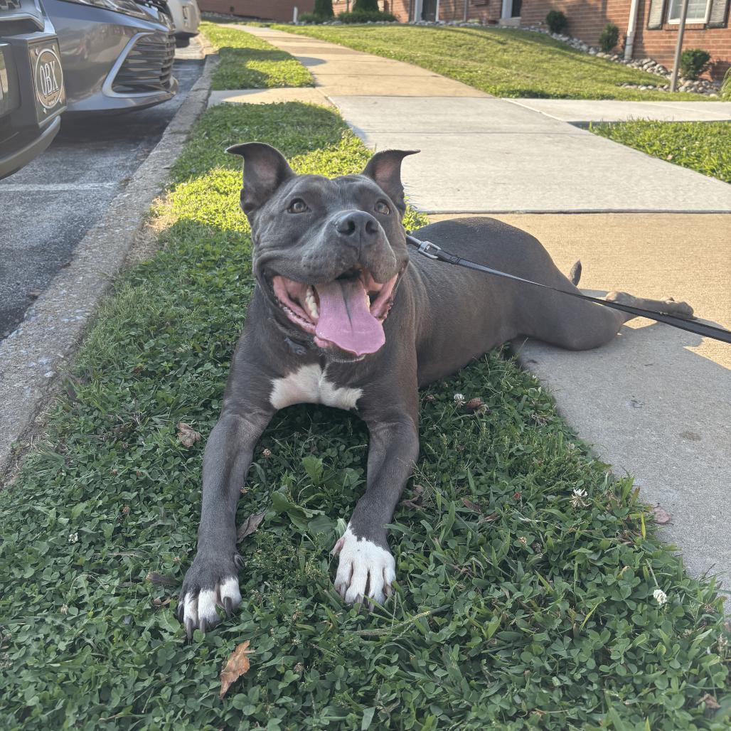 Enlarge Cocoa, a Adoptable Mixed Breed in PITTSBURGH, PA image 5/5