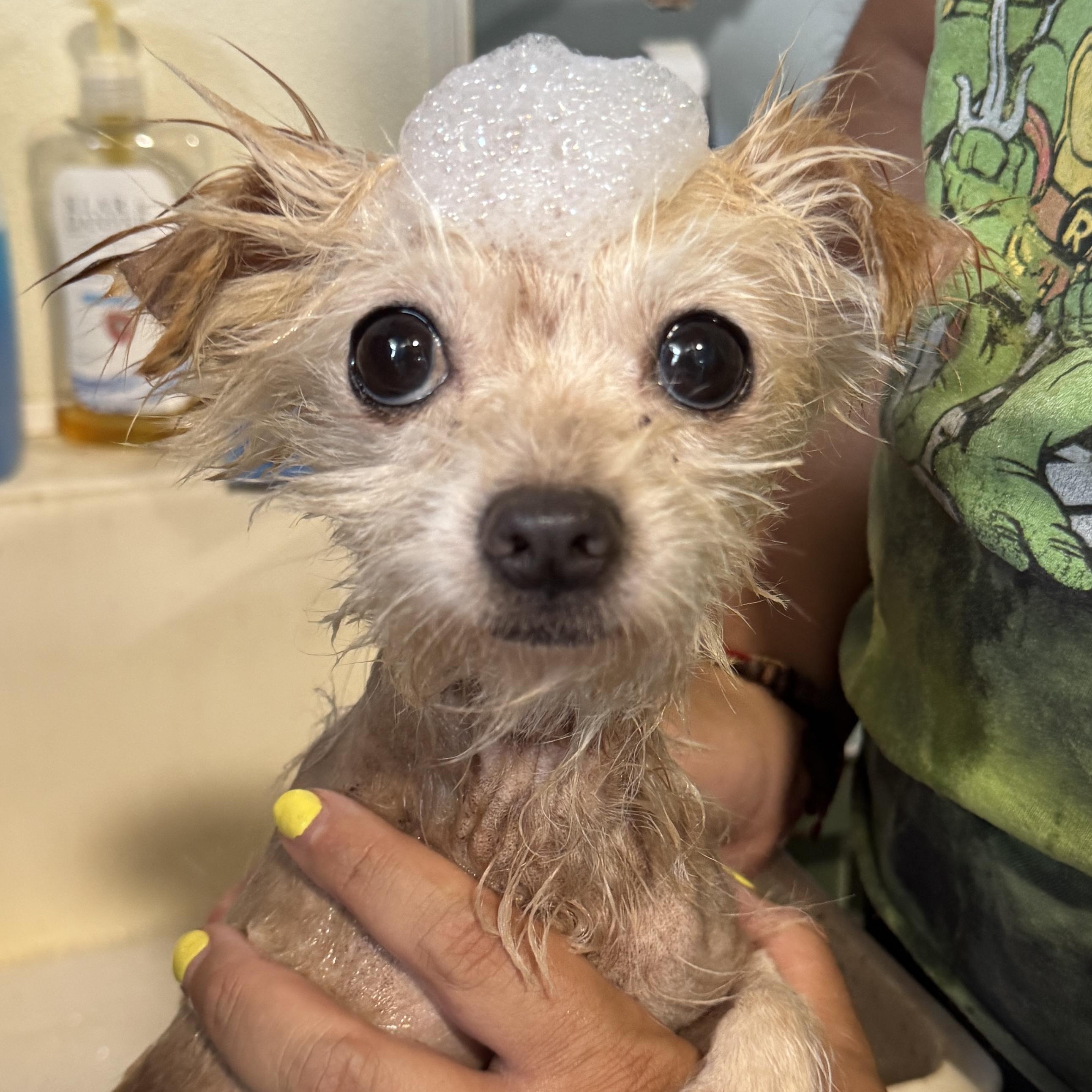 Meet SPEEDY - our tiny boy with a BIG personality!