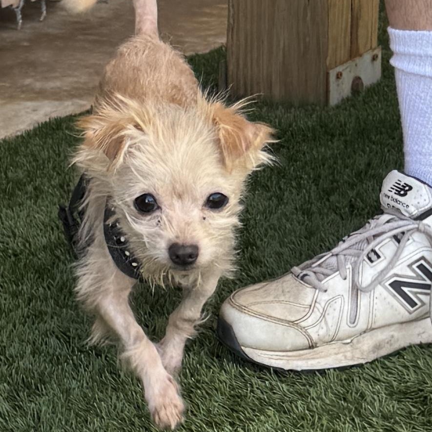 Meet SPEEDY - our tiny boy with a BIG personality!