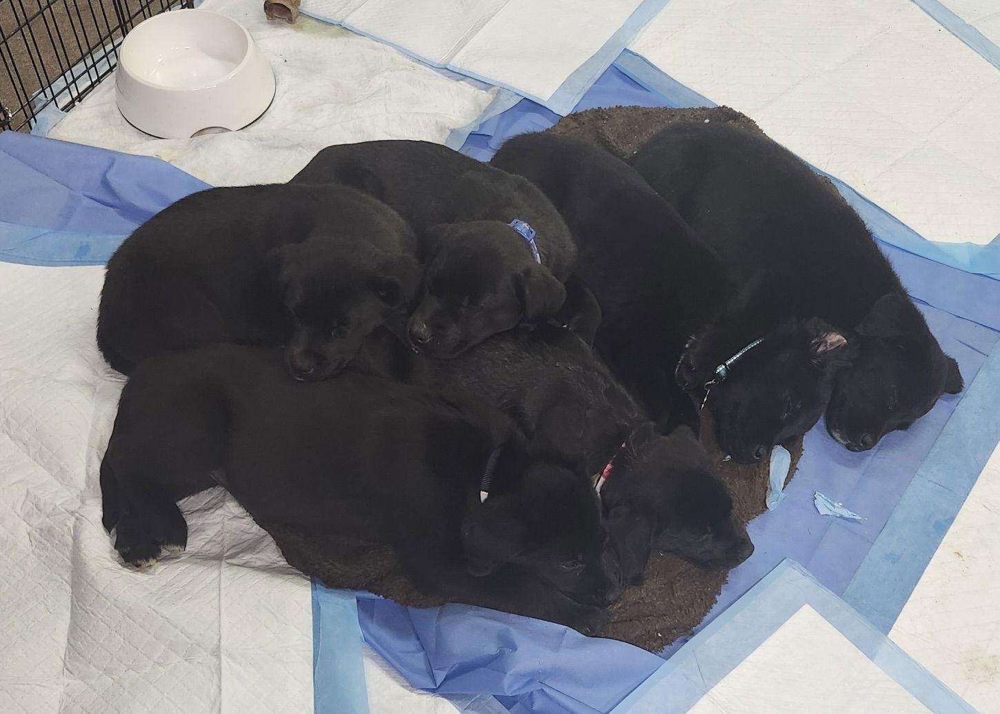 Enlarge Melvin, a Adoptable mixed breed in Hillside, IL image 2/3