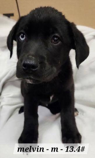 Enlarge Melvin, a Adoptable mixed breed in Hillside, IL image 3/3
