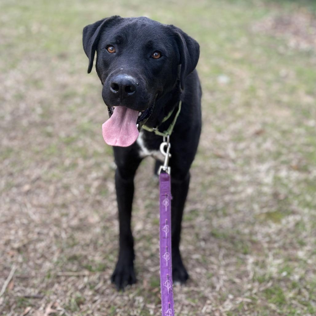 Enlarge Ace, a Adoptable mixed breed in Peachtree City, GA image 1/6