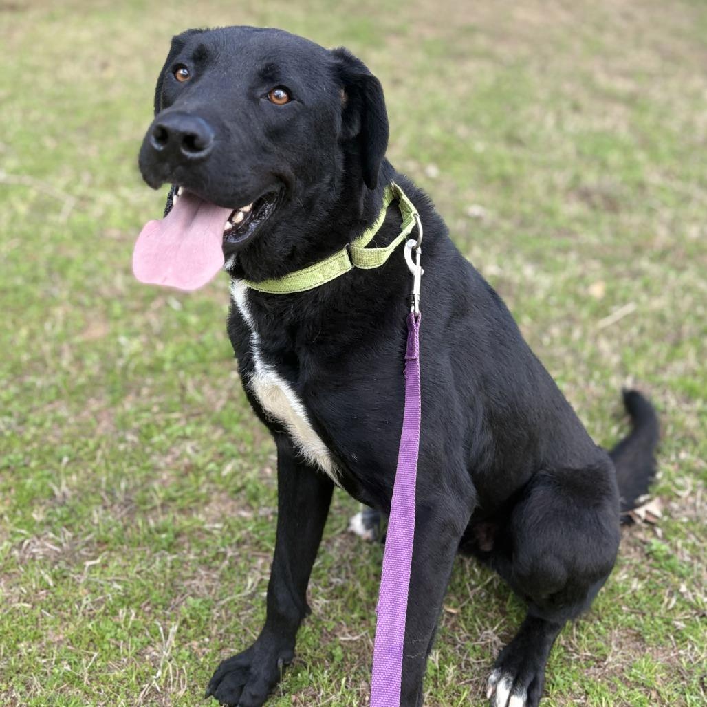 Enlarge Ace, a Adoptable mixed breed in Peachtree City, GA image 2/6