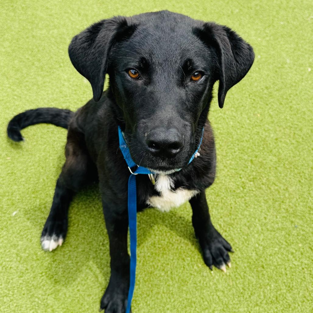 Ace, Adoptable, Adult Male Border Collie & Labrador Retriever.
