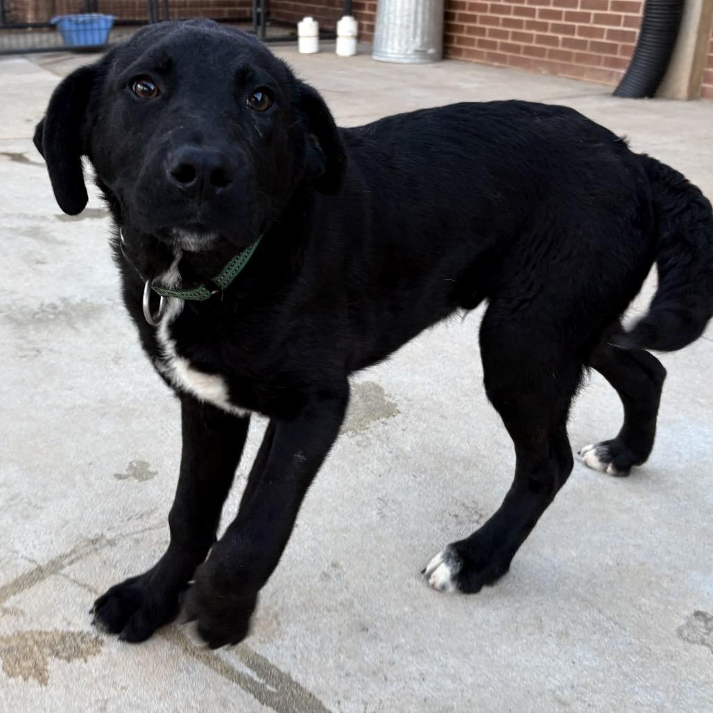 Enlarge Ace, a Adoptable mixed breed in Peachtree City, GA image 2/4
