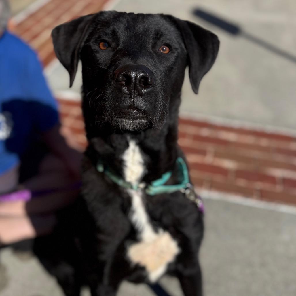 Enlarge Ace, a Adoptable mixed breed in Peachtree City, GA image 3/4