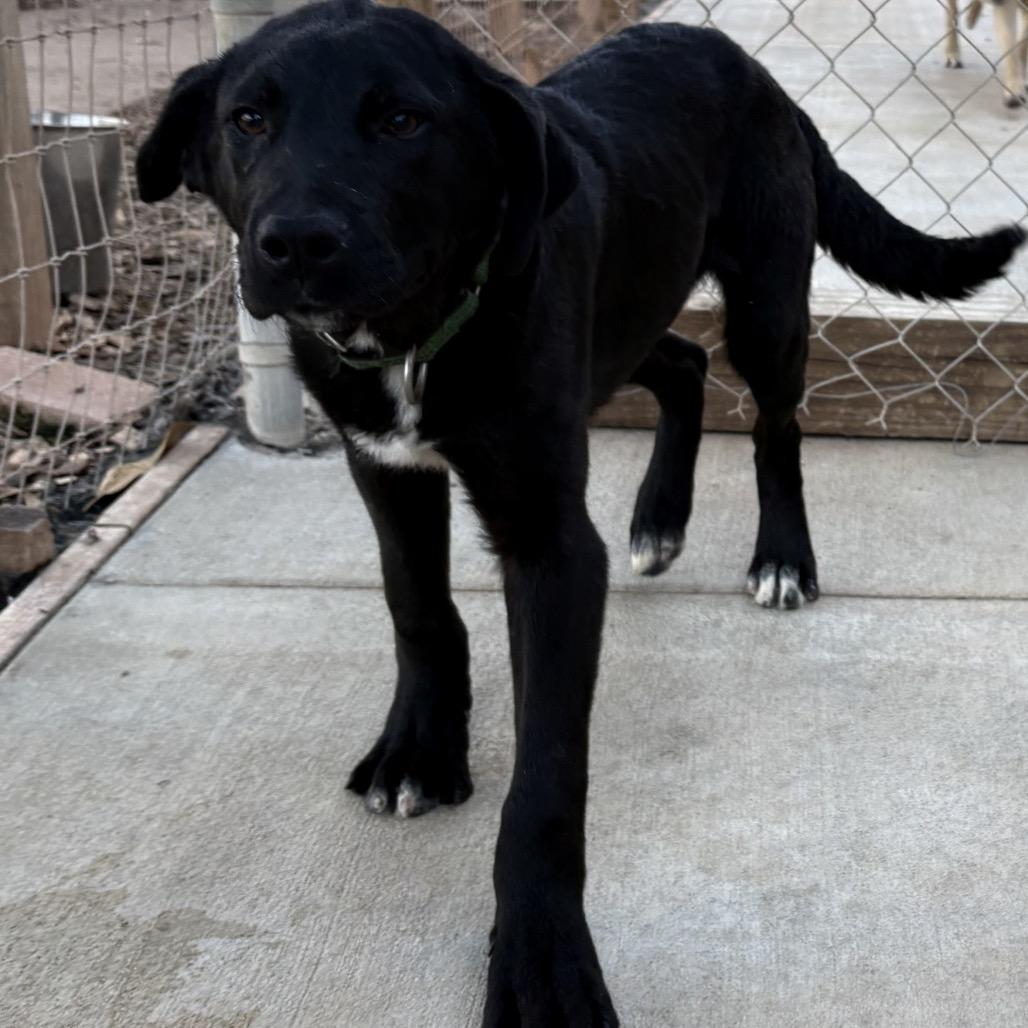 Enlarge Ace, a Adoptable mixed breed in Peachtree City, GA image 4/4