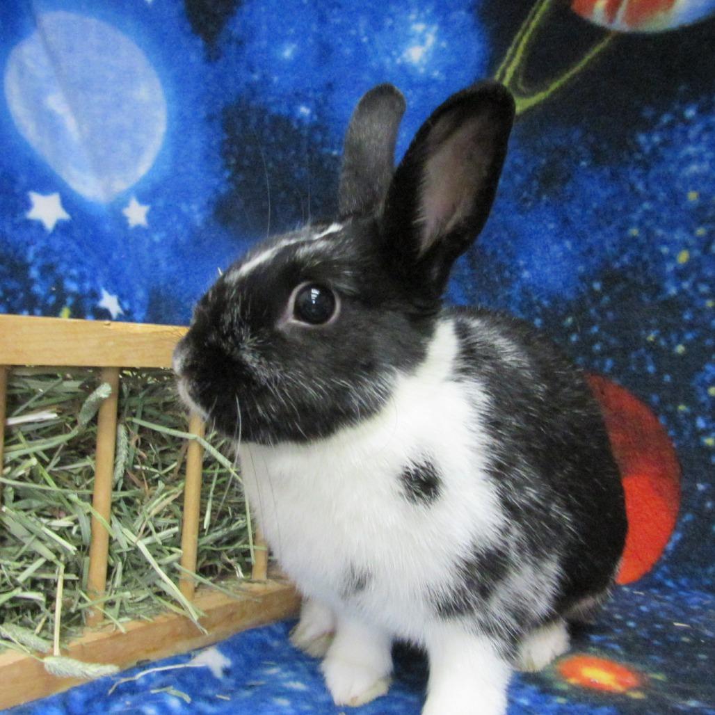 Lulu, Adoptable, Adult Female Dutch.