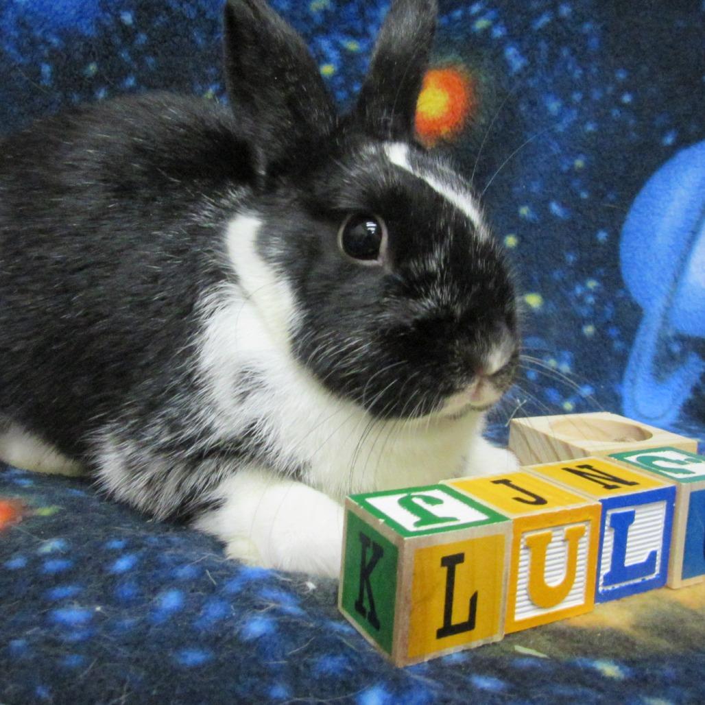 Enlarge Lulu, a Adoptable Dutch in Newport, PA image 2/5