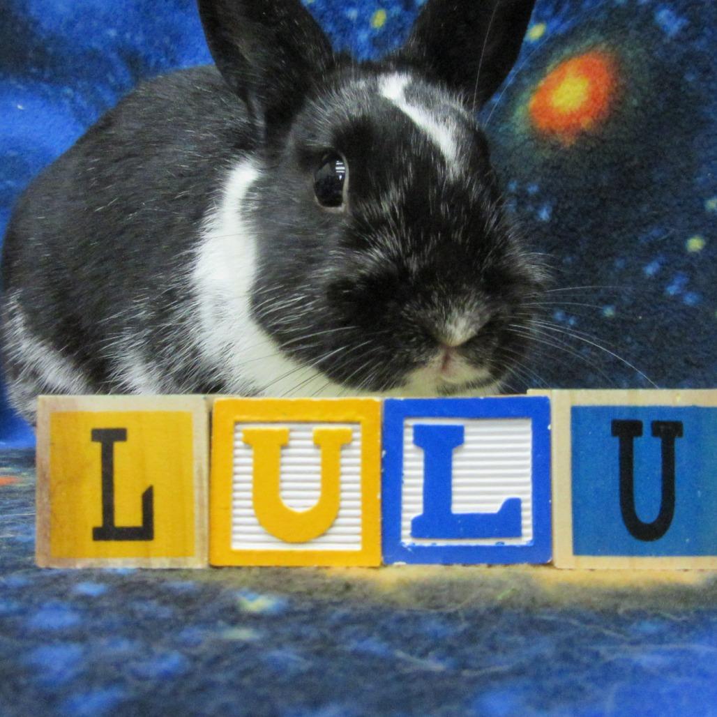Enlarge Lulu, a Adoptable Dutch in Newport, PA image 3/5