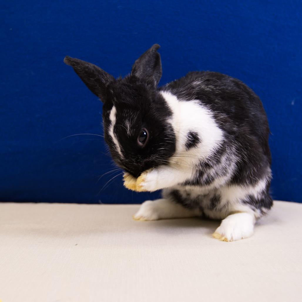 Enlarge Lulu, a Adoptable Dutch in Newport, PA image 2/6