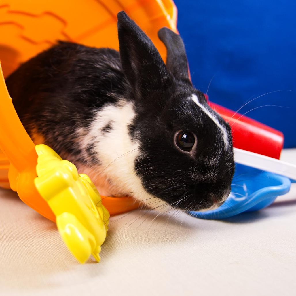Enlarge Lulu, a Adoptable Dutch in Newport, PA image 4/6