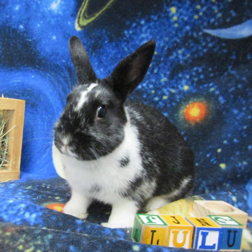 Enlarge Lulu, a Adoptable Dutch in Newport, PA image 4/5