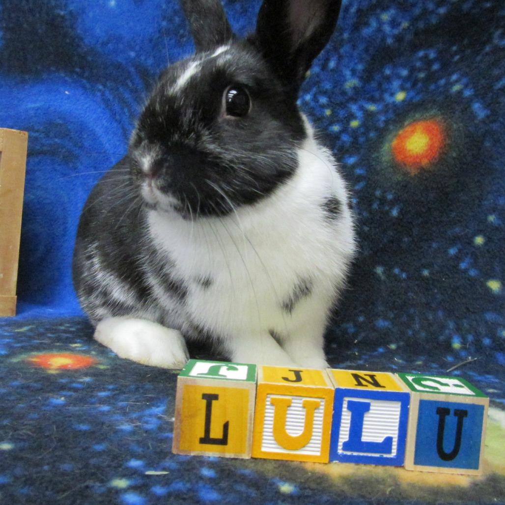 Enlarge Lulu, a Adoptable Dutch in Newport, PA image 5/5