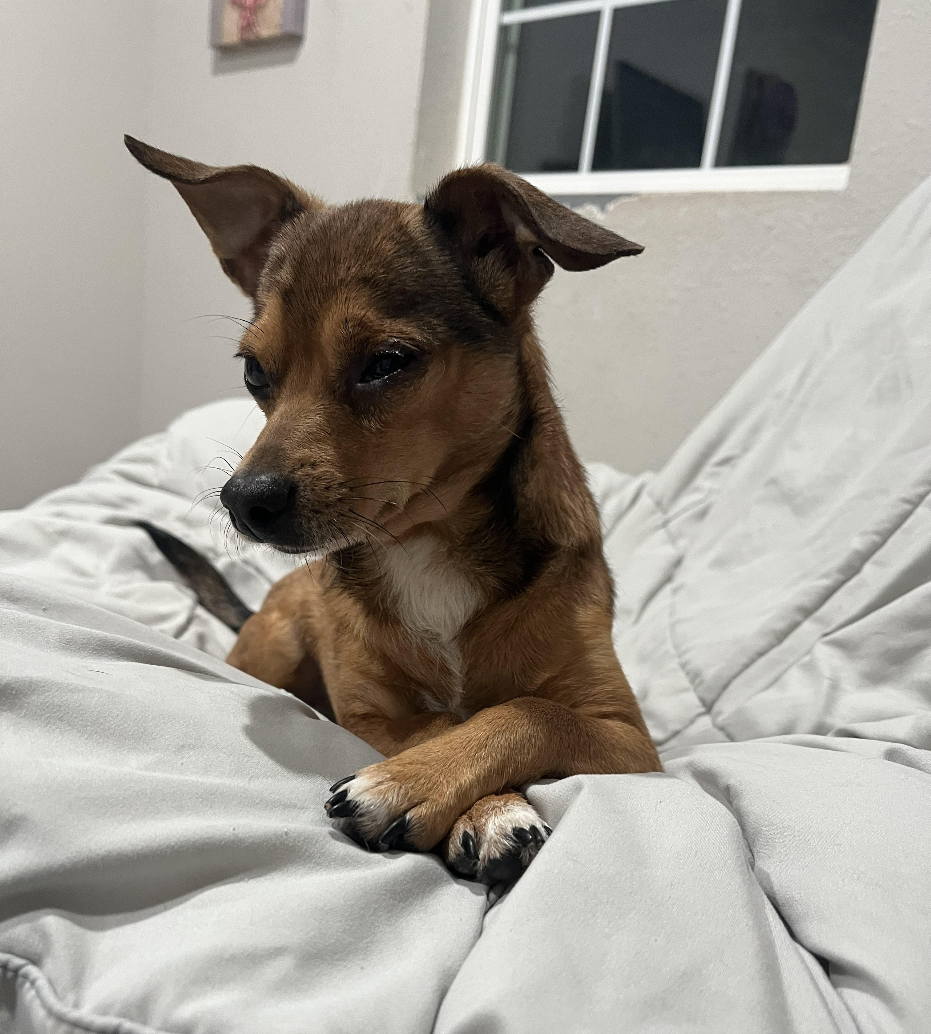 Ricky, adopted, Young Male Chihuahua.