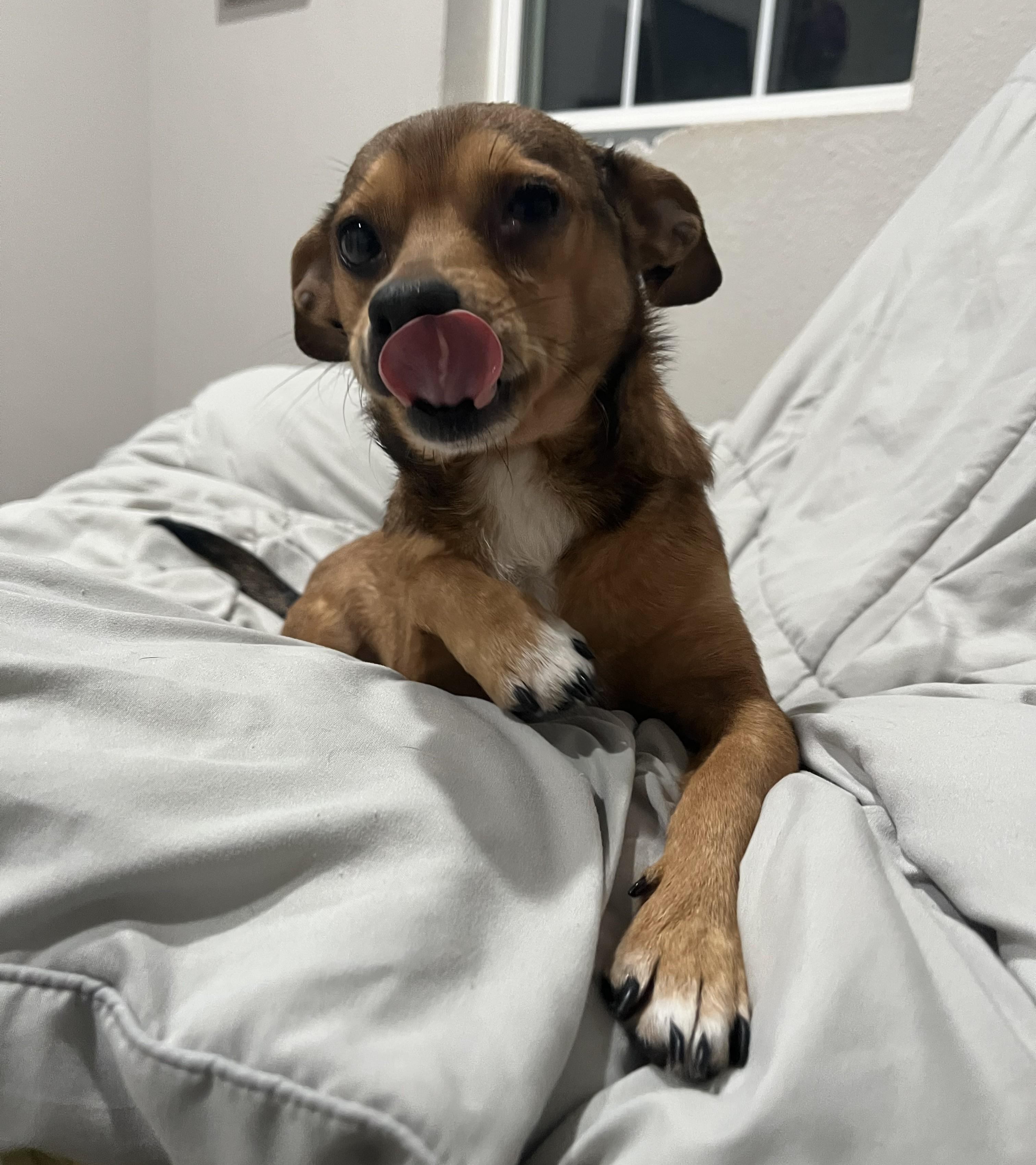 Ricky, an adopted mixed breed in Melbourne, AR image 2/3