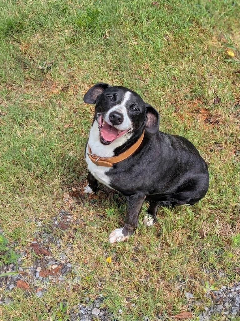 Enlarge Dutchess, a Adoptable Labrador Retriever in Springfield, TN image 1/3