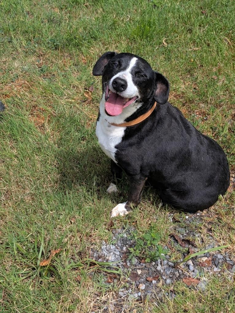 Enlarge Dutchess, a Adoptable Labrador Retriever in Springfield, TN image 2/3