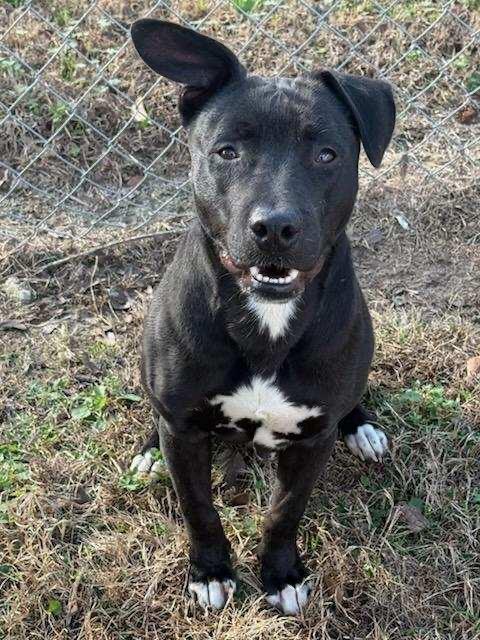 Enlarge Ernie, a Adoptable mixed breed in Metter, GA image 1/1