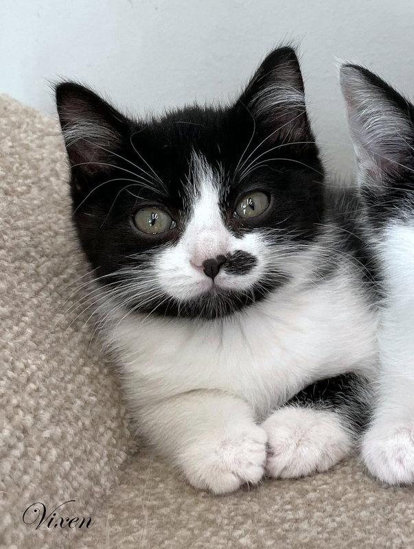 Vixen, Adopted, Kitten Male Domestic Medium Hair.