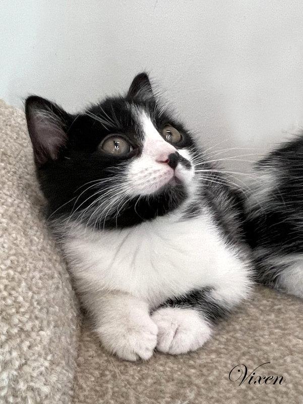 Vixen, a Adopted Domestic Medium Hair in Montgomery, TX image 2/3