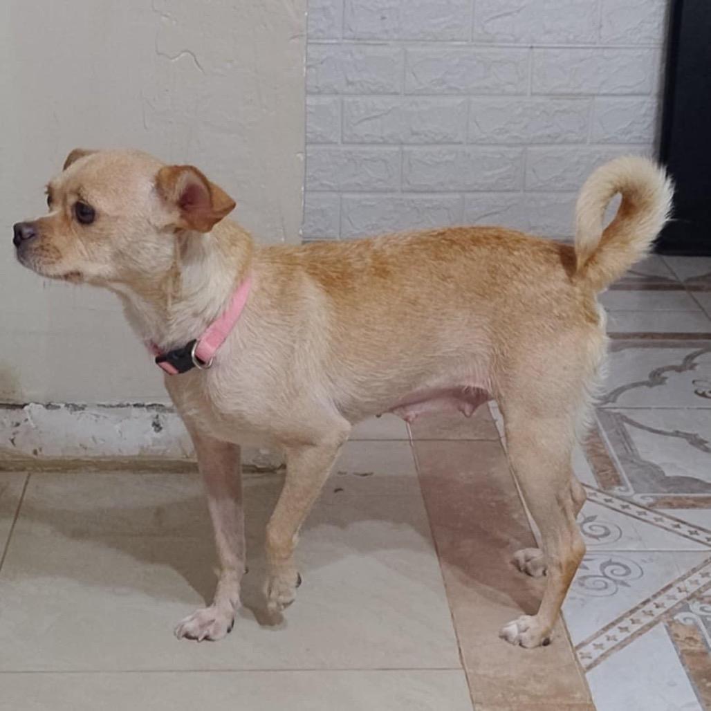 Enlarge Posh, a Adoptable mixed breed in Escondido, CA image 1/2