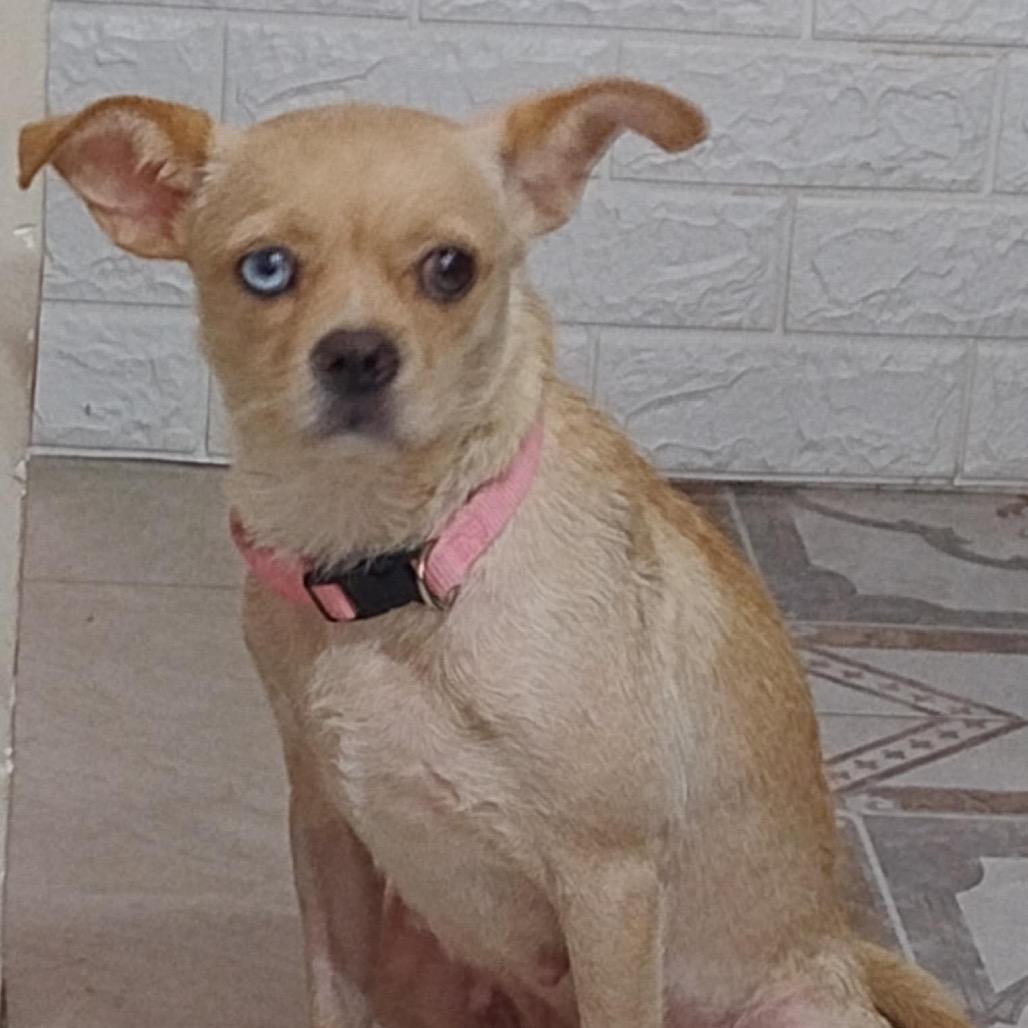 Enlarge Posh, a Adoptable mixed breed in Escondido, CA image 2/2