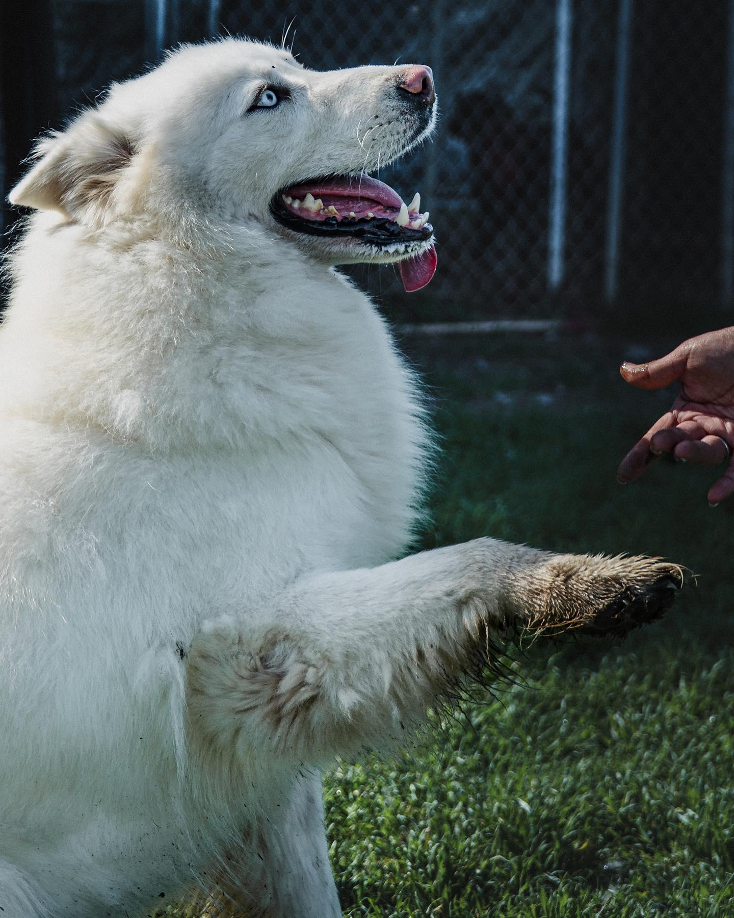 Enlarge Beautiful Ryder, a Adopted Husky in Reno, NV image 1/6
