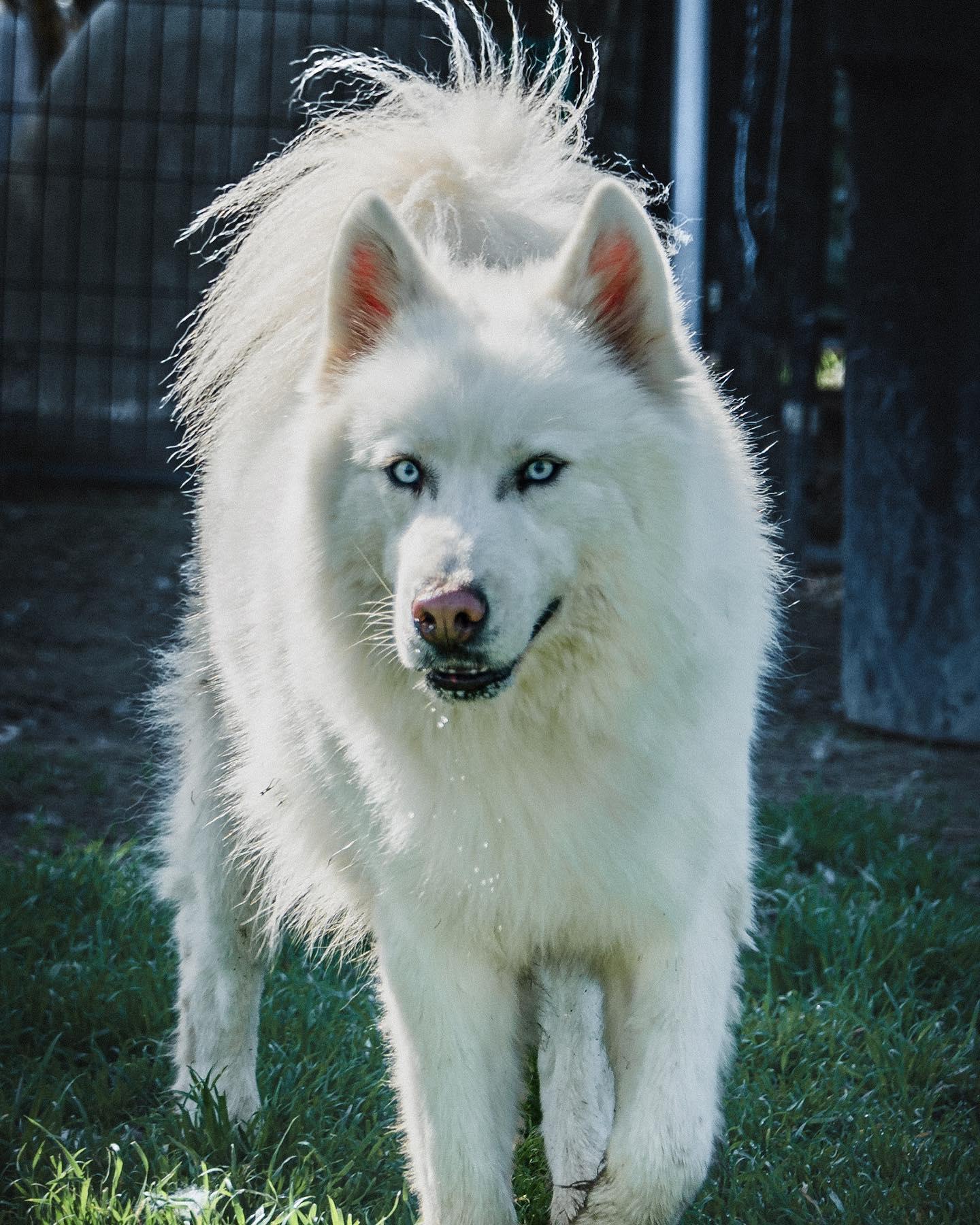 Enlarge Beautiful Ryder, a Adopted Husky in Reno, NV image 4/6