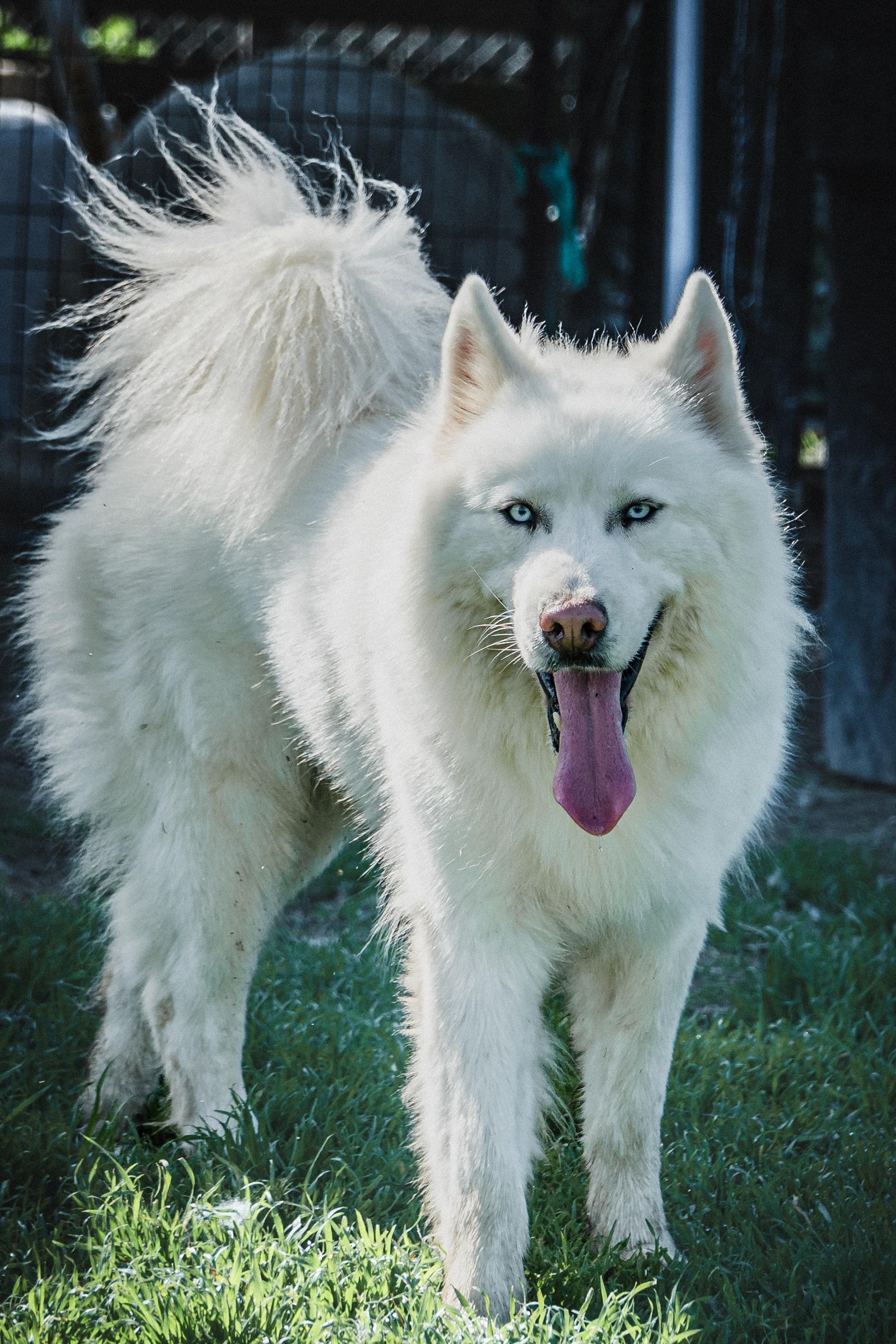 Enlarge Beautiful Ryder, a Adopted Husky in Reno, NV image 5/6