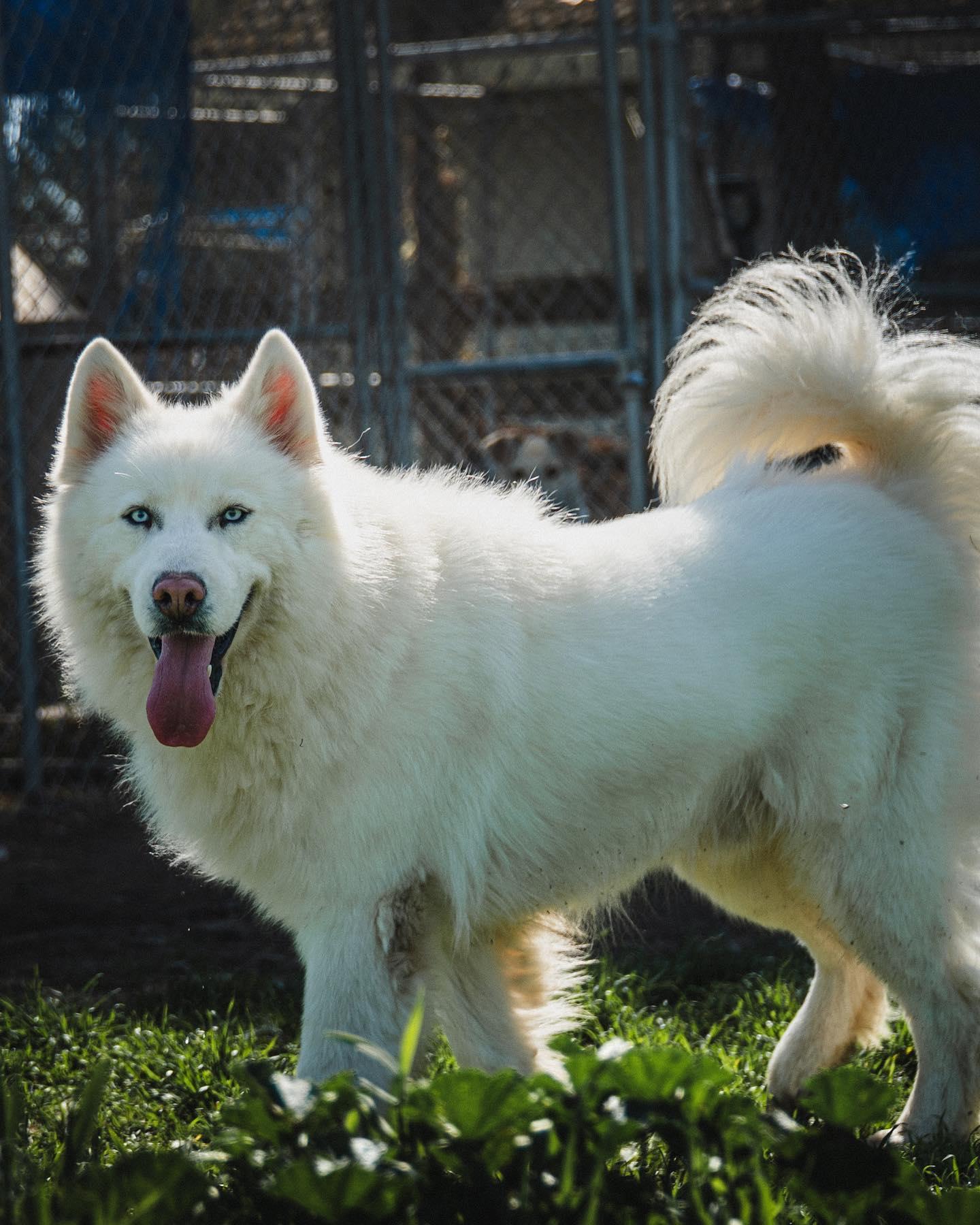 Enlarge Beautiful Ryder, a Adopted Husky in Reno, NV image 6/6