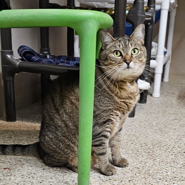 Sprinkles, Adoptable, Adult Male Tabby.