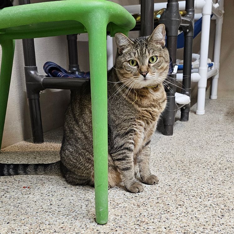 Sprinkles, a Adoptable Tabby in Carneys Point, NJ image 6/6