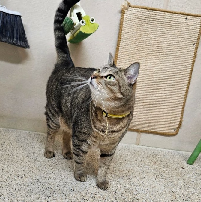 Sprinkles, a Adoptable Tabby in Carneys Point, NJ image 5/6