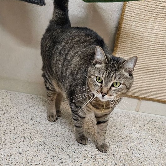 Sprinkles, Adoptable, Adult Male Tabby.