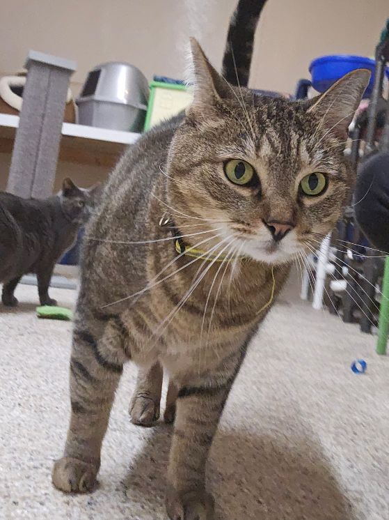 Sprinkles, a Adoptable Tabby in Carneys Point, NJ image 4/6