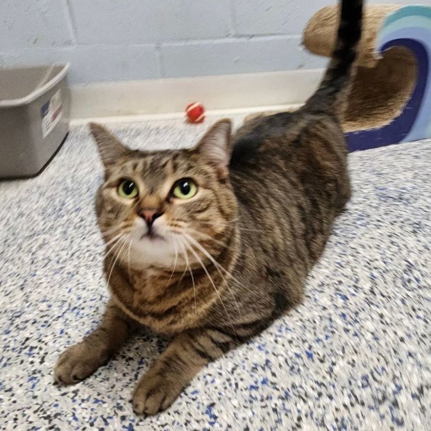 Sprinkles, a Adoptable Tabby in Carneys Point, NJ image 3/6