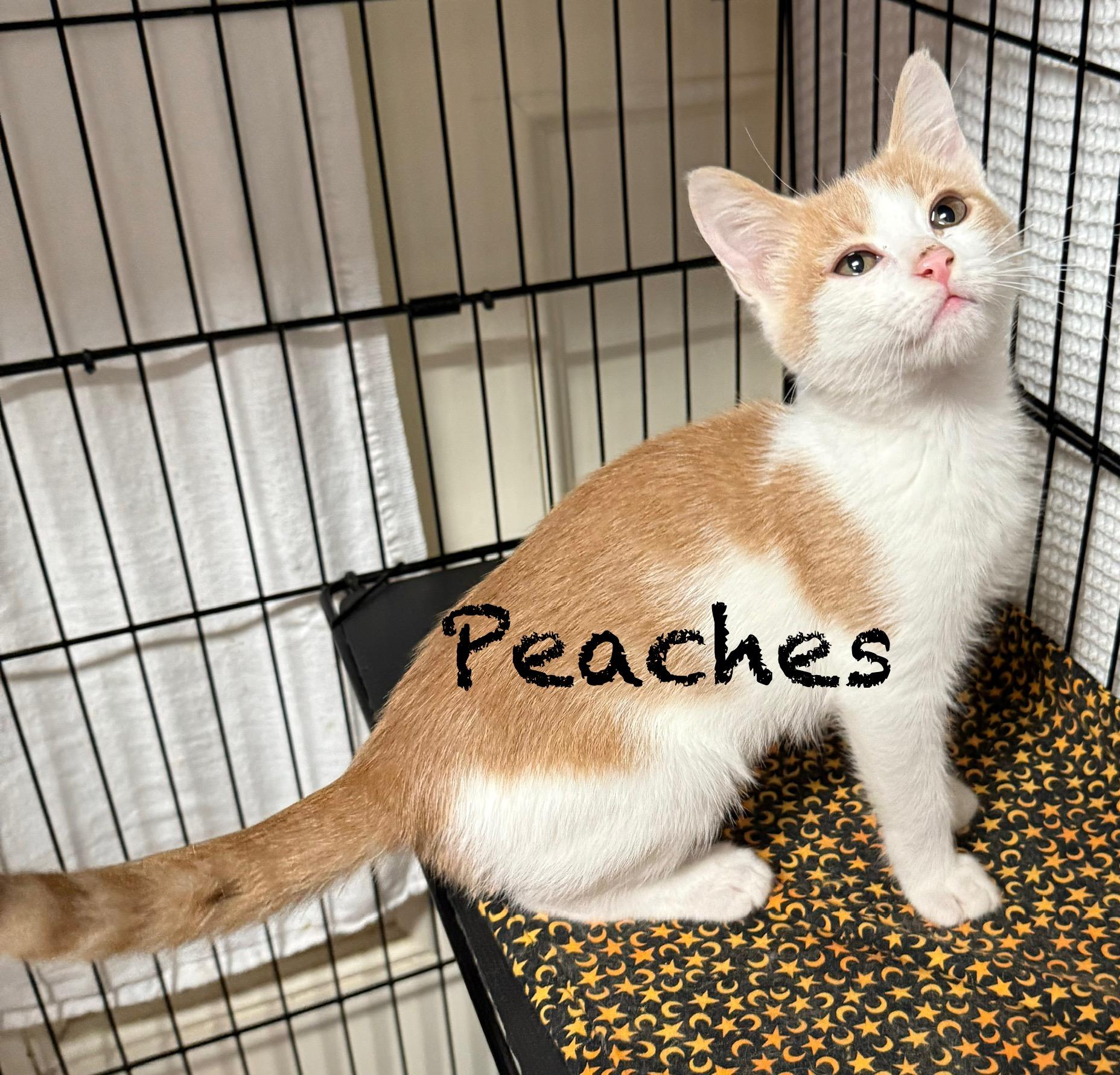 Peaches, Baby Female unknown