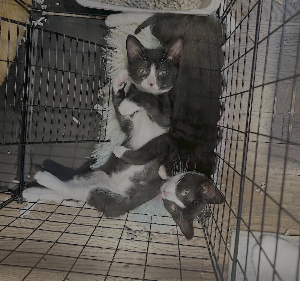 Oliver & Lucy, a Adoptable Domestic Short Hair in Morristown, NJ image 2/6