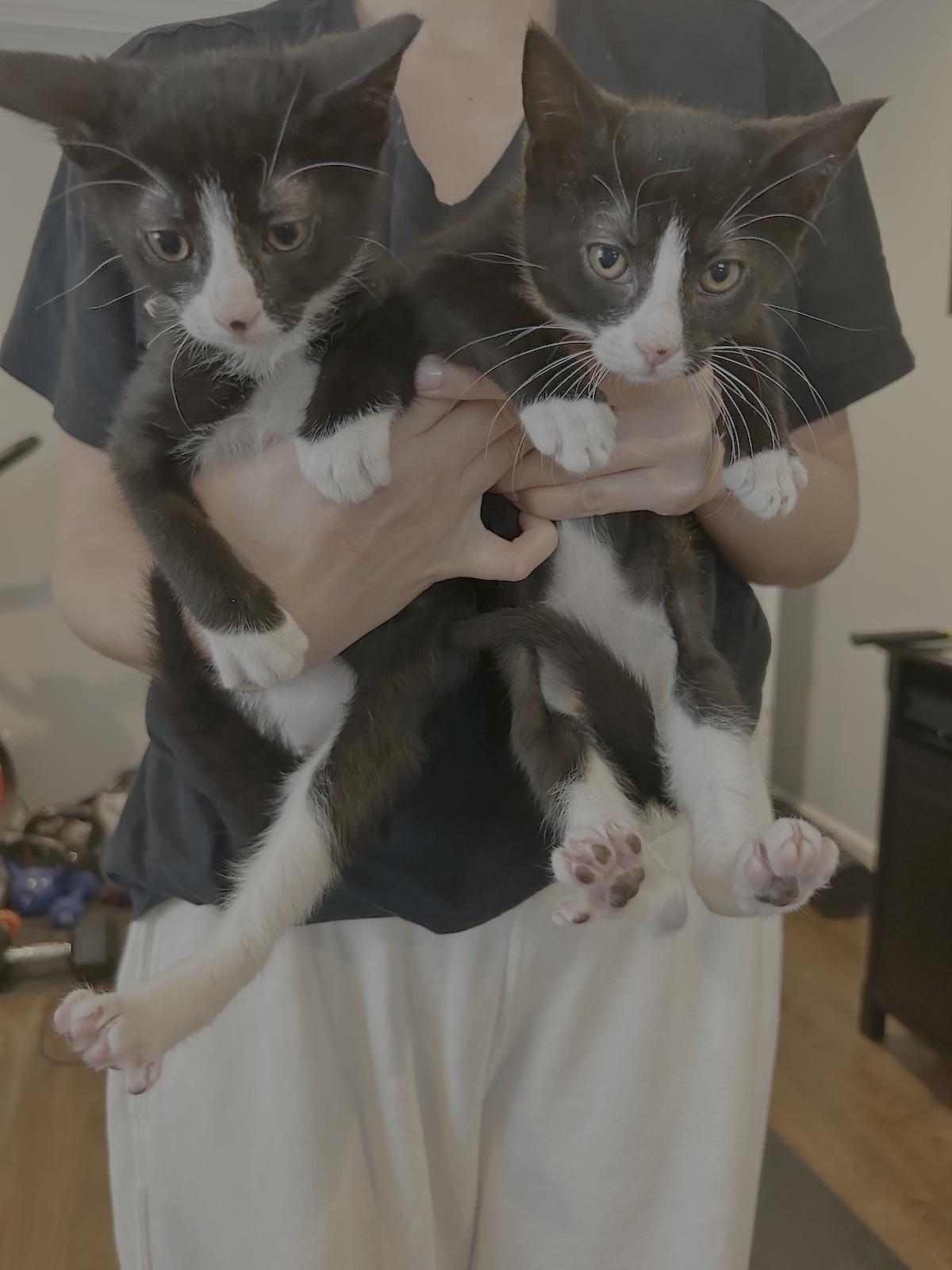 Oliver & Lucy, a Adoptable Domestic Short Hair in Morristown, NJ image 6/6