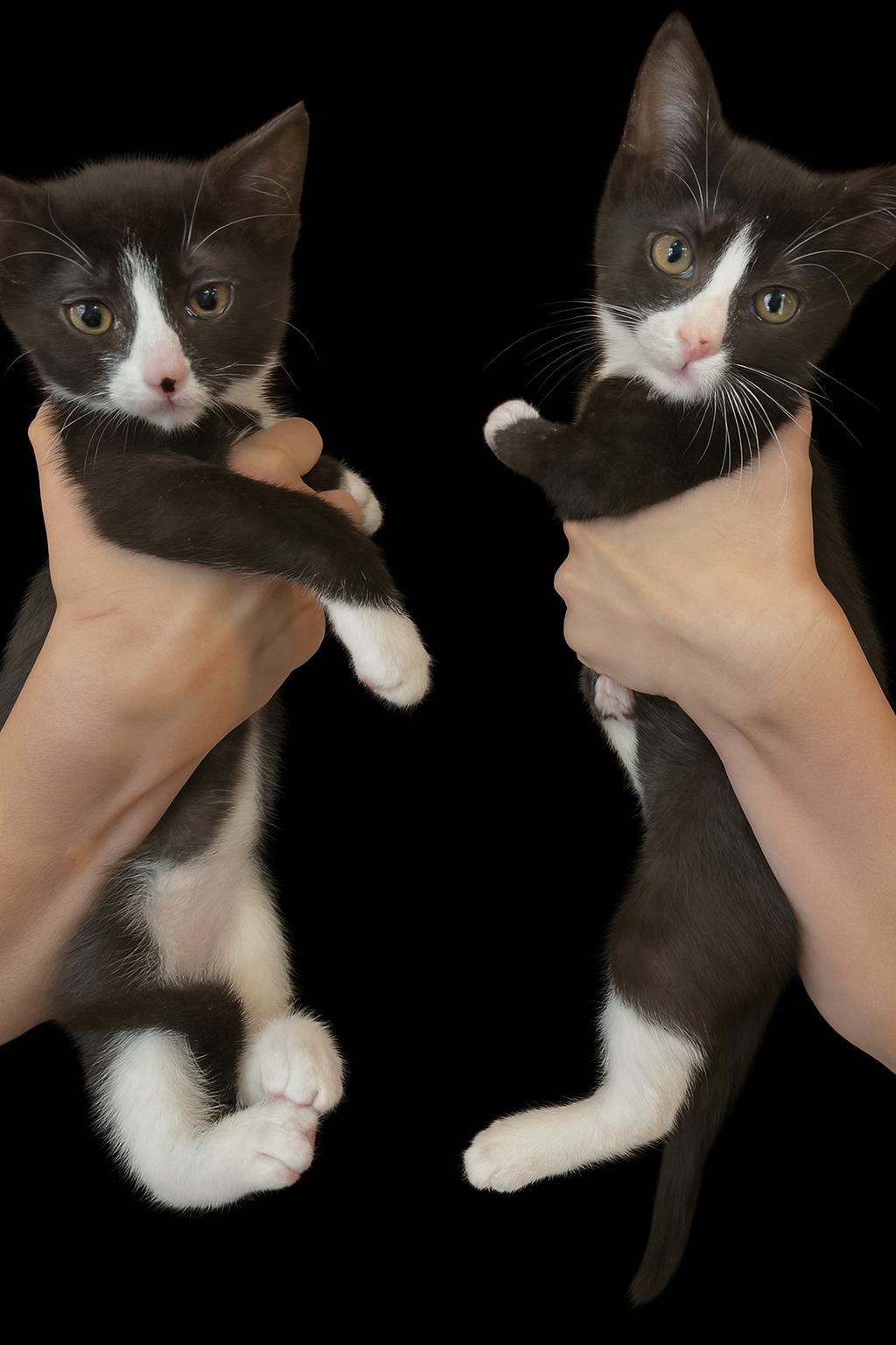 Oliver & Lucy, a Adoptable Domestic Short Hair in Morristown, NJ image 5/6