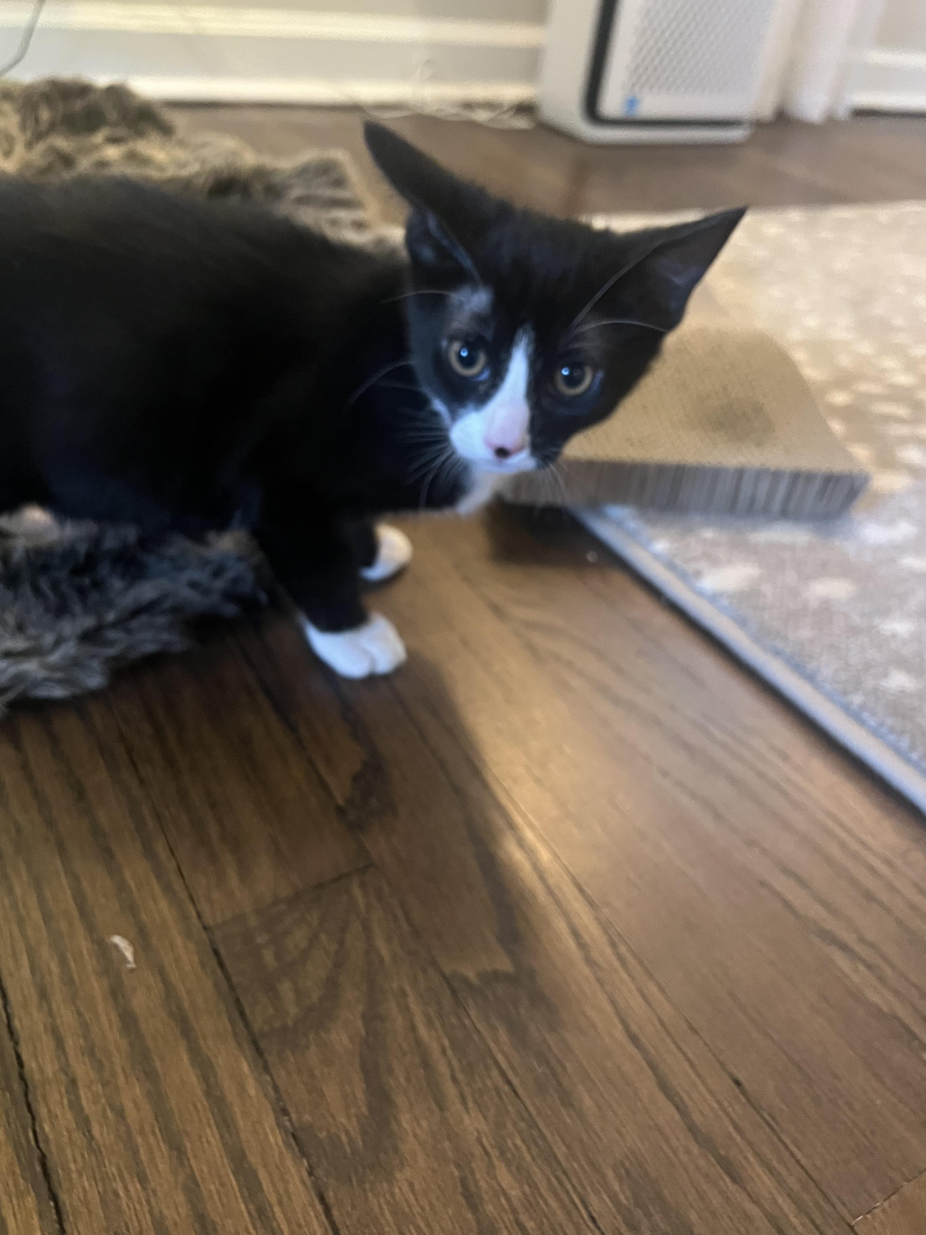 Oliver & Lucy, a Adoptable Domestic Short Hair in Morristown, NJ image 3/6