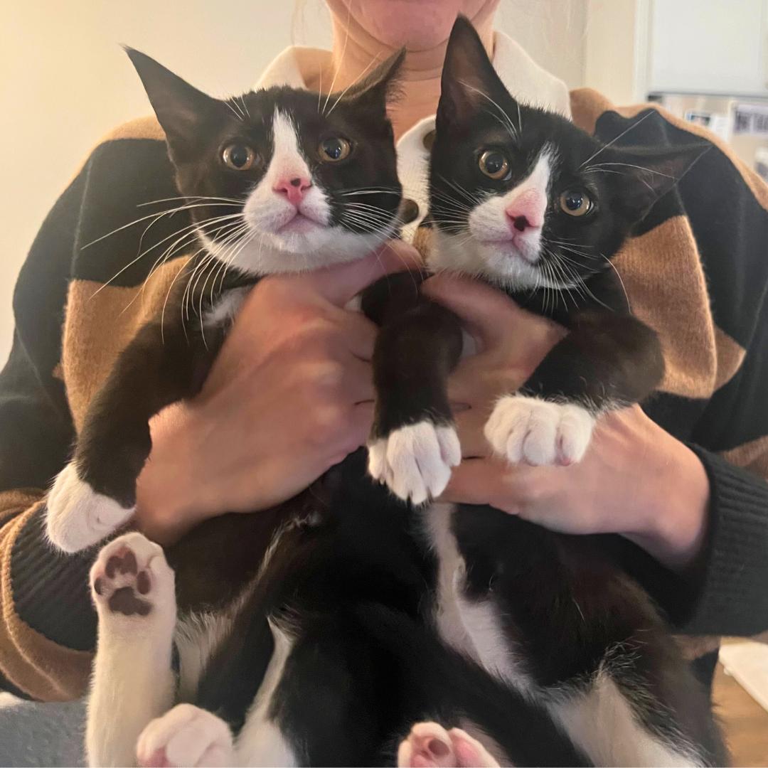 Oliver & Lucy, Adoptable, Kitten Male Domestic Short Hair.