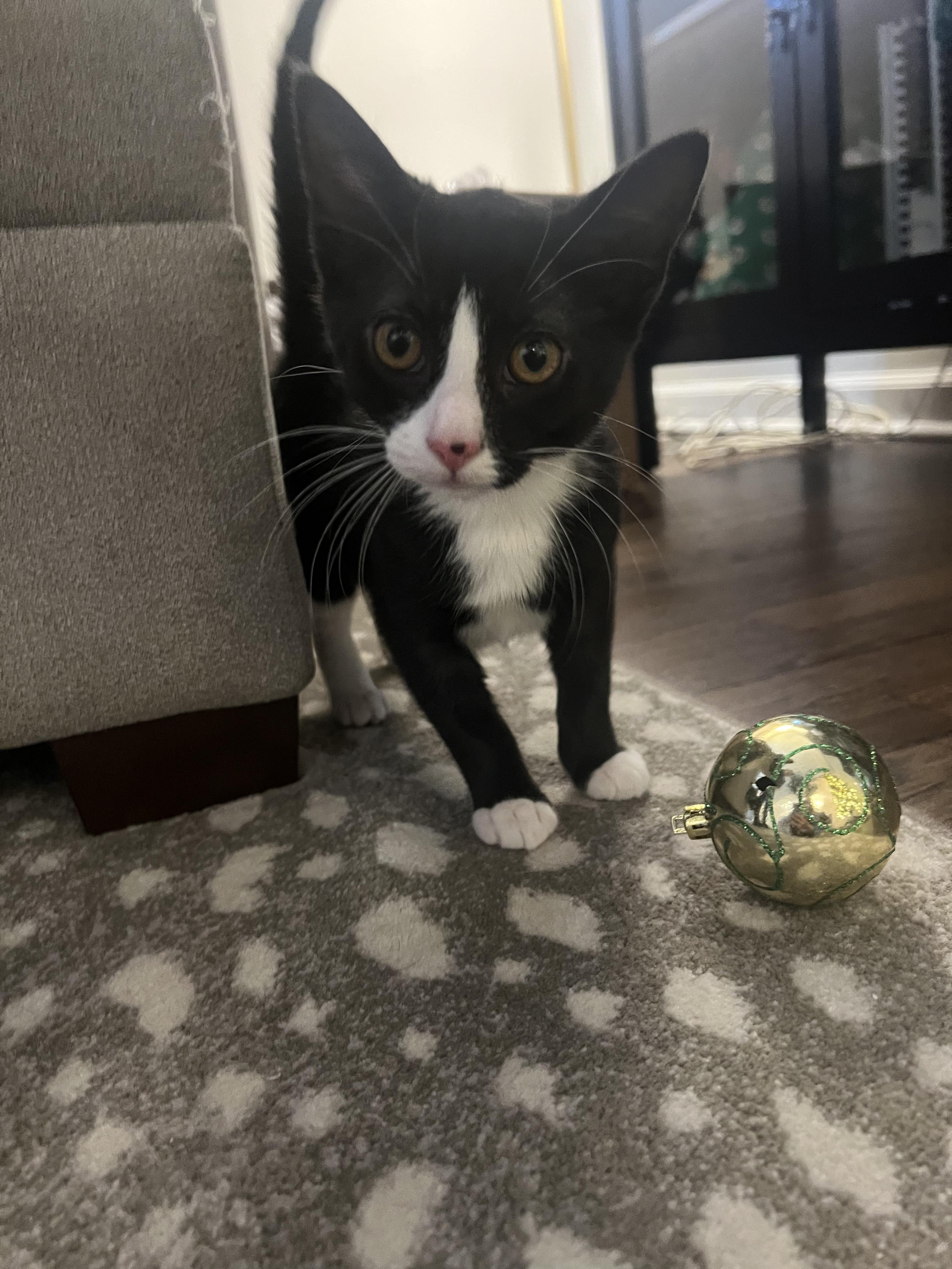 Oliver & Lucy, a Adoptable Domestic Short Hair in Morristown, NJ image 4/6