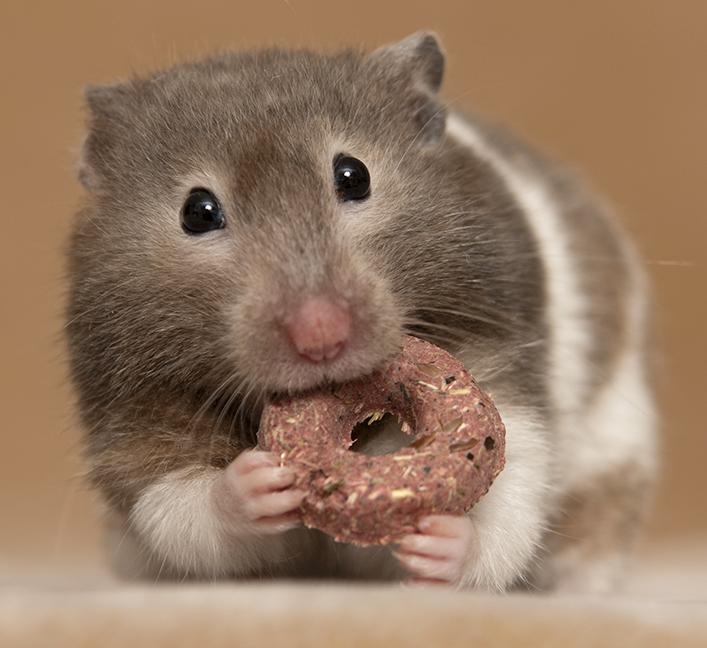 Mandy, ADOPTABLE, Adult Female Hamster.