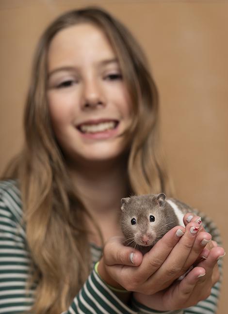 Mandy, a ADOPTABLE Hamster in Chicago, IL image 2/2